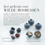 Illustratie van wilde en Amerikaanse bosbessen met uitleg over hun verschillen.