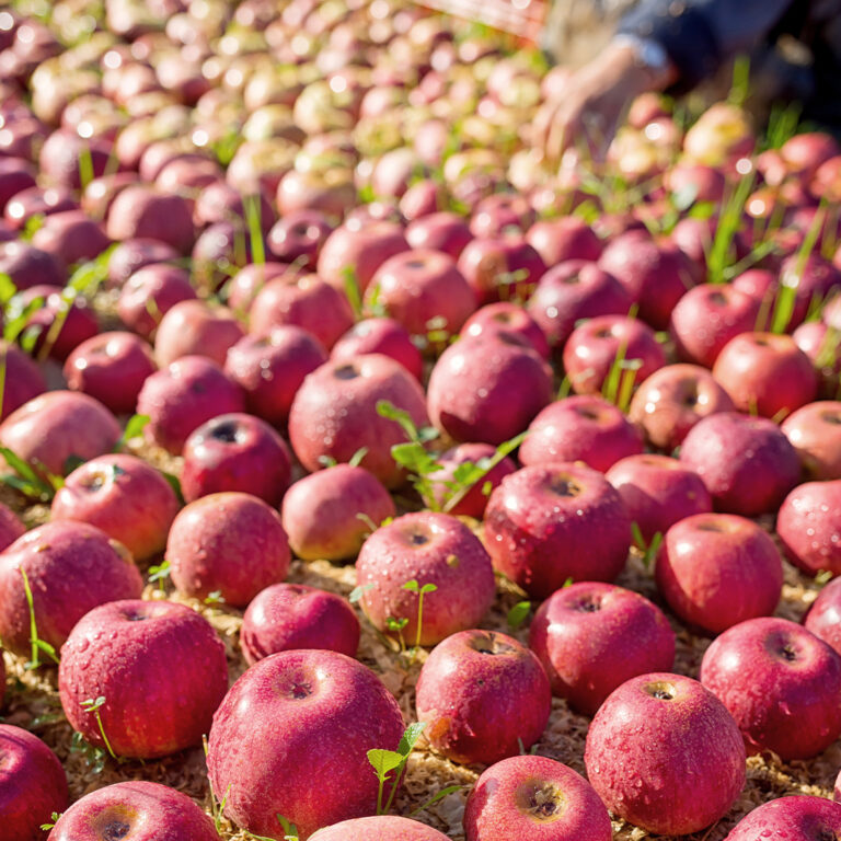 Annurca-appels uitgespreid om te drogen.
