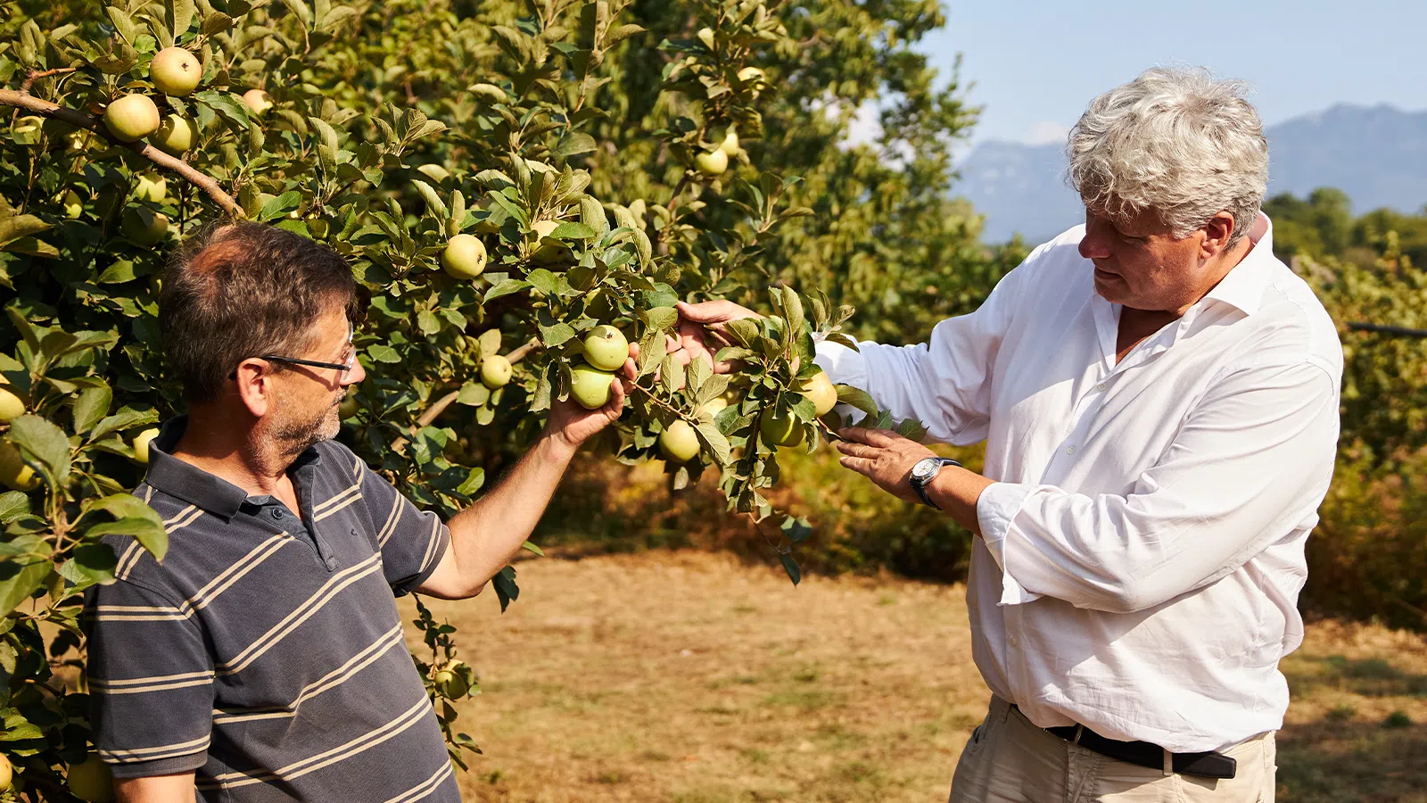 CEO Karl Kristian Bergman-Jensen en productontwikkelaar François Gerard inspecteren verse Annurca-appels buiten