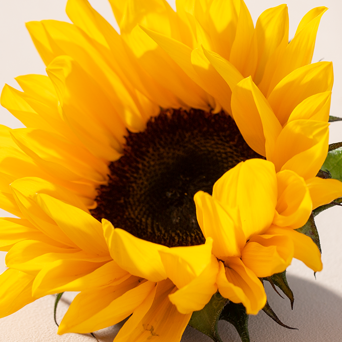 Grote gele zonnebloem.