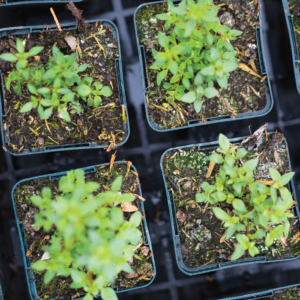 Herbal Schools 40 Groene planten met frisse bladeren.