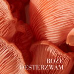 Close-up van roze oesterzwammen.