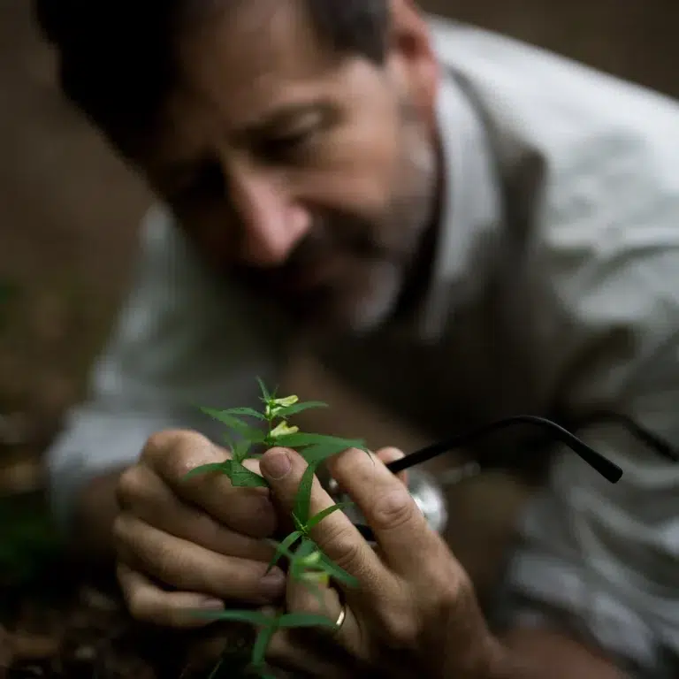 Man inspecteert aandachtig een plant van dichtbij.